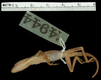 Media type: image;   Herpetology R-14944